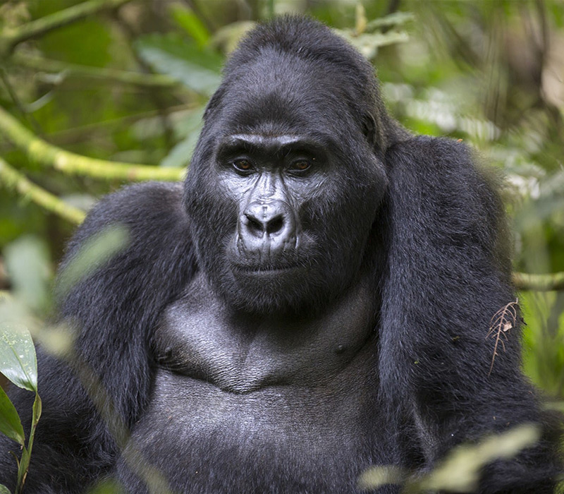 9 Days Rwanda & Uganda Gorilla Discovery