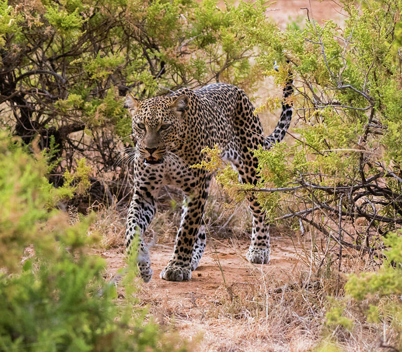 3 Day Samburu Game Reserve